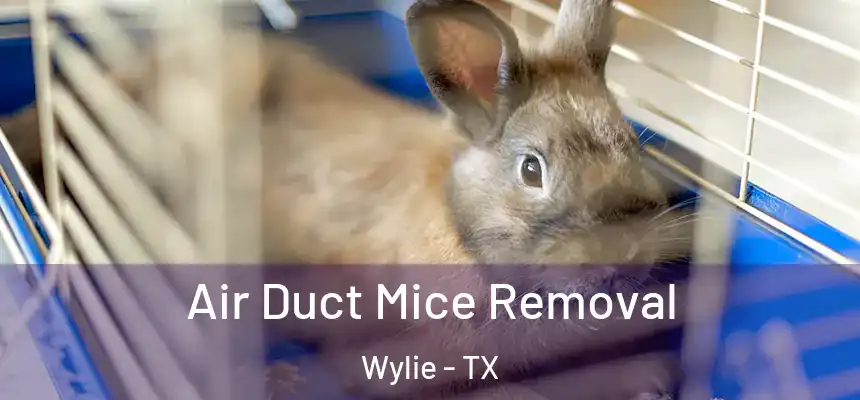 Air Duct Mice Removal Wylie - TX